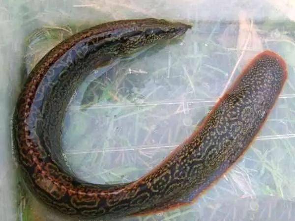 小河弯弯曲曲,钓获的"猪母鳝"背上有一排锯齿_什么_真中_渔获