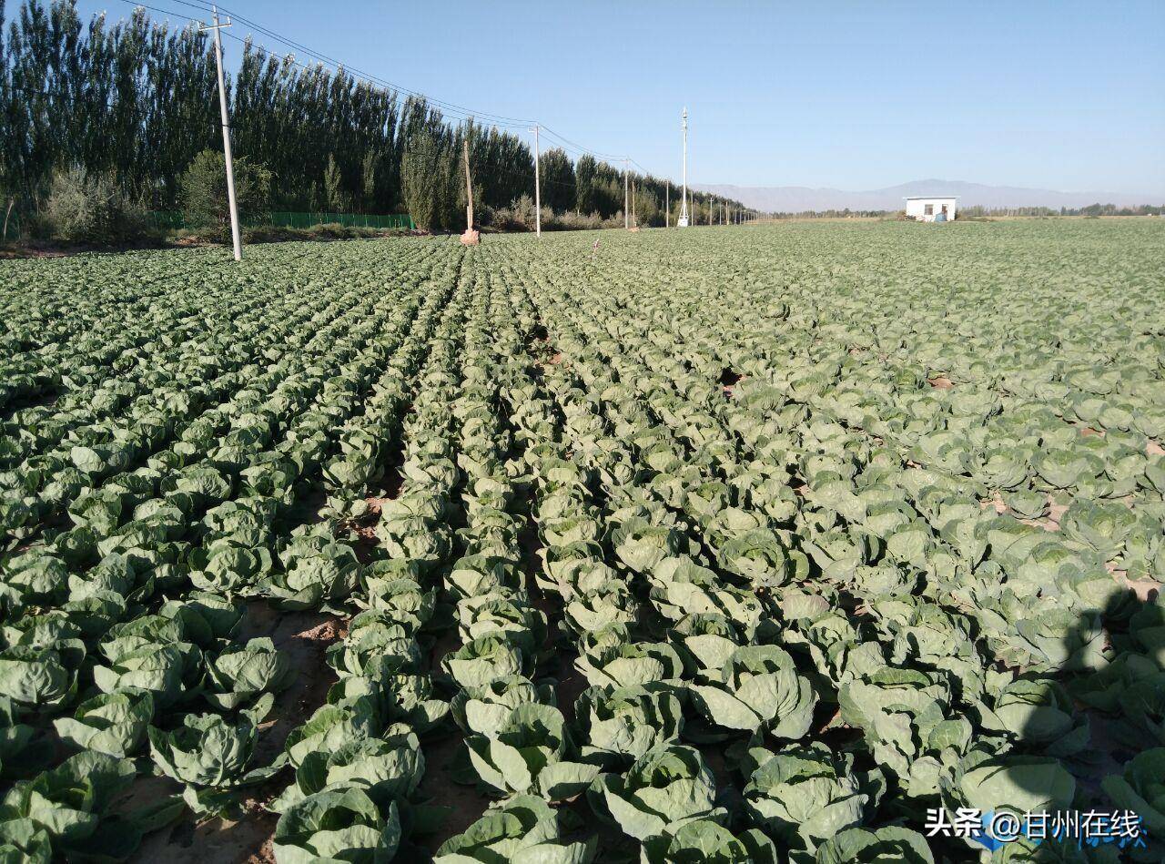 甘州区碱滩镇：农业调结构扩复种 5000亩蔬菜长势喜人