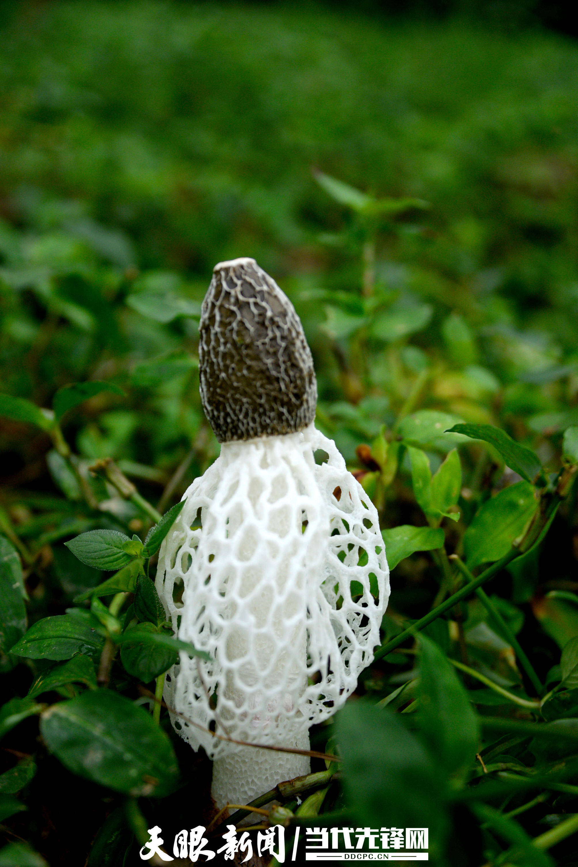 百里杜鹃普底乡:红托竹荪抢"鲜"上市_种植_天乐_红丰村