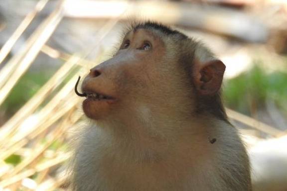 大马猴子开始吃老鼠,每年杀3000多只,能为果园挽回百万损失_种植园