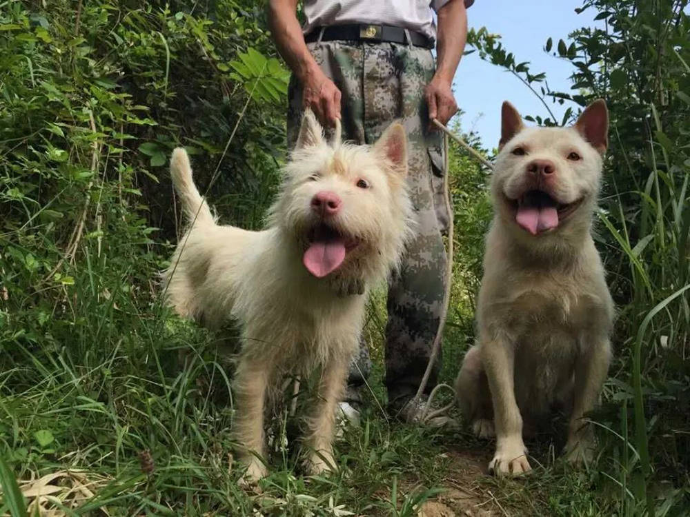 好獵犬何須外國找,貴州有種叫