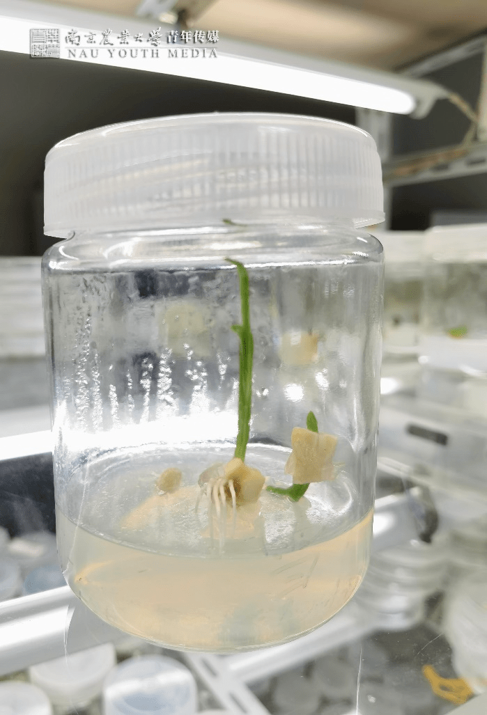 大蒜茎尖培养在高中经常听到老师和父母说:到了大学你就轻松啦.