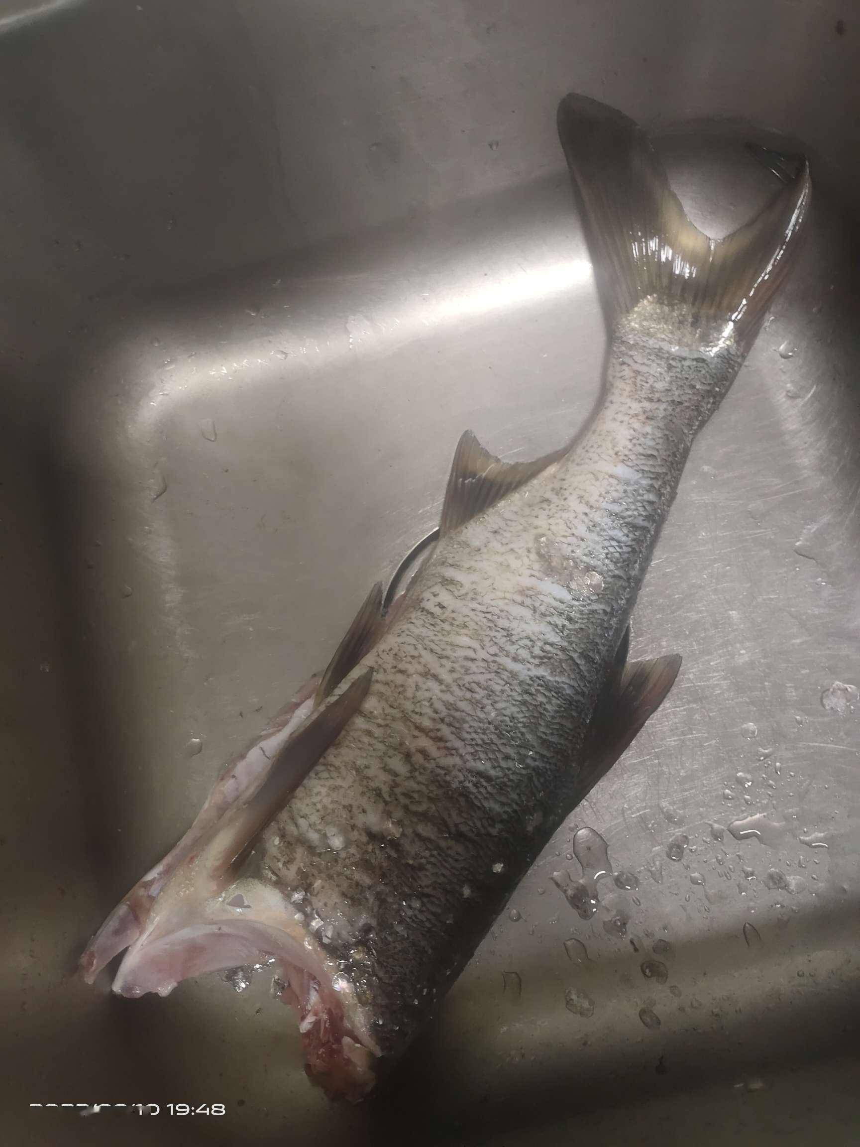 钓得有疯狂,杀鱼就有多凄凉_鱼鳞_操作_时候