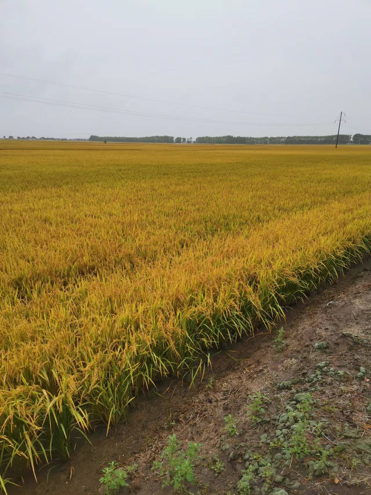龙粳59水稻品种介绍图片