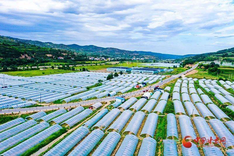 时下,走进崇信县新窑镇周寨村,只见一排排钢结构大棚在阳光下熠熠生辉