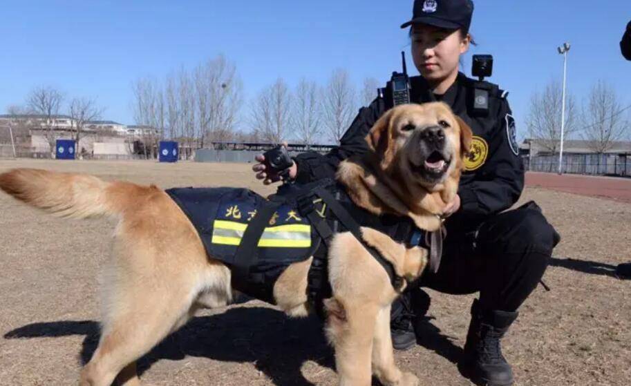 中国警察队伍,总计170余万人,警犬总数为何只有2.4万?_我国_清朝_装备