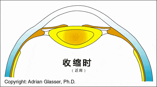 近距离看电视必然令孩子的睫状肌一直处于收缩状态,导致眼睛的调节