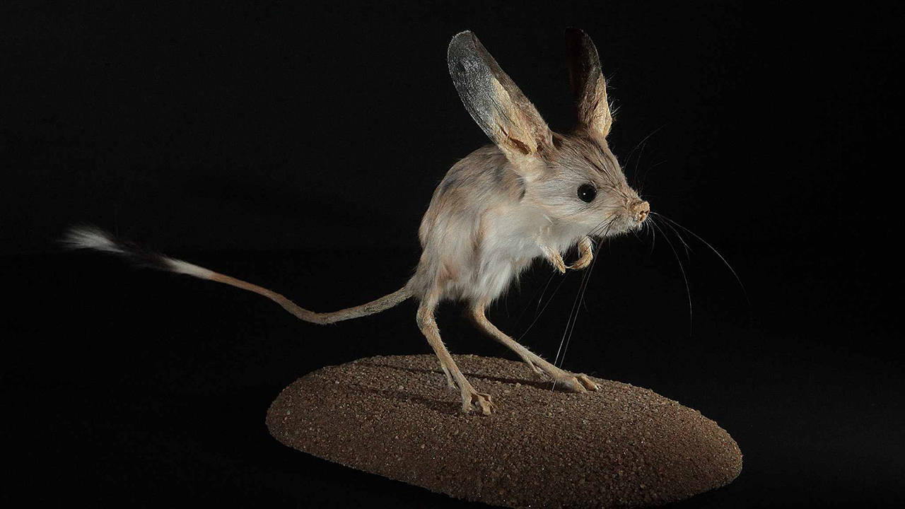 甘肃酒泉发现沙漠米老鼠,尾巴长耳朵大,后腿像袋鼠一样发达
