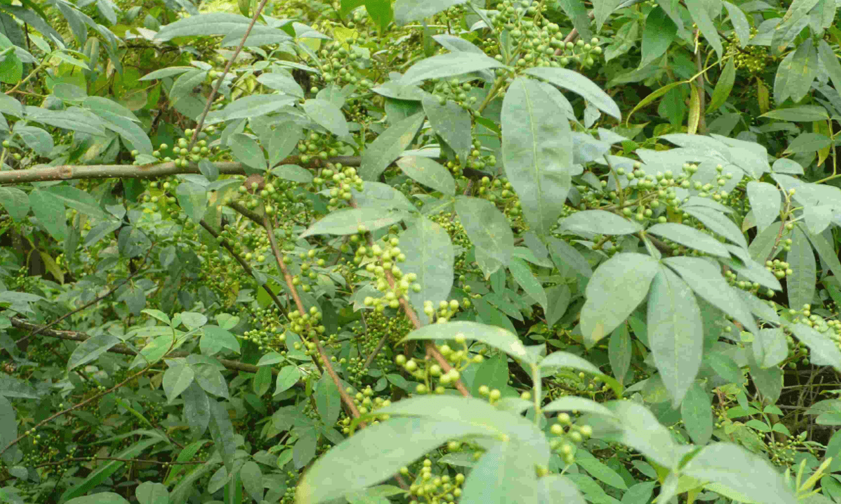 山胡椒,是樟科,属落叶灌木或小乔木,长大后,山胡椒树最高可以长到10米