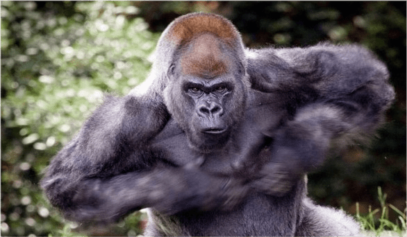 银背大猩猩据说一拳有4000斤重!