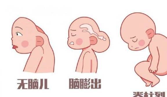 人体的神经系统是由早期胎儿的神经管发育而来.