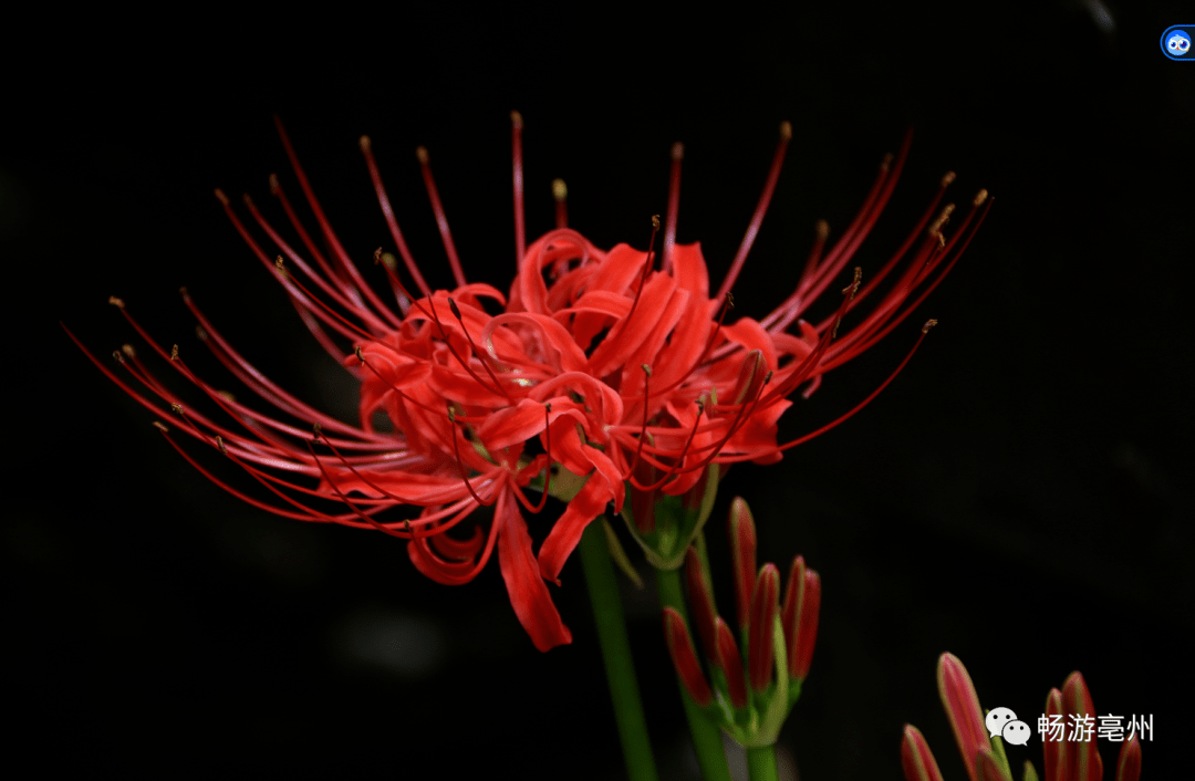 凌霄花_公园_景区