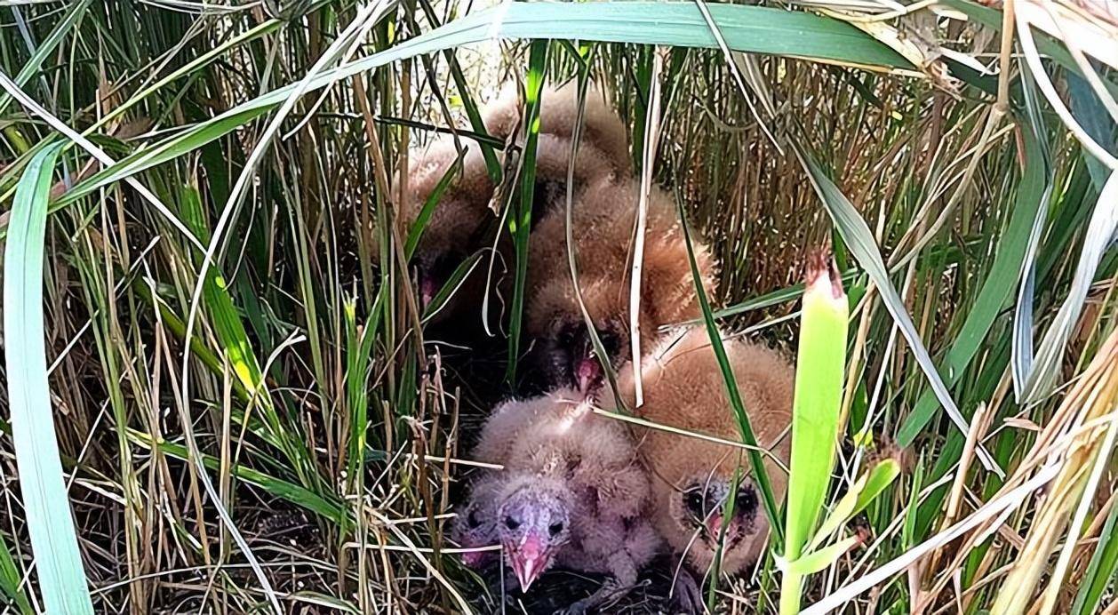 连云港发现8只濒危物种猴面鹰，小时候长得清凉，长大后长得败火