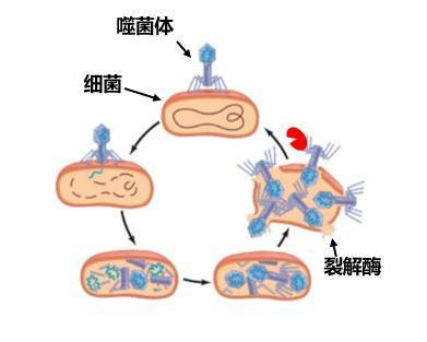 噬菌体裂解酶图片