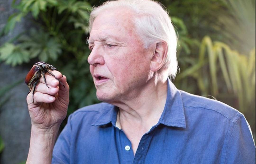 厉害!94岁大卫·爱登堡破詹妮弗·安妮斯顿的instagram世界纪录