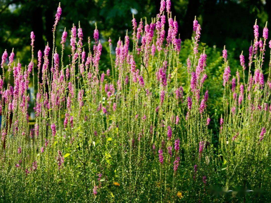 千屈菜 | 绽放在初秋的夏花