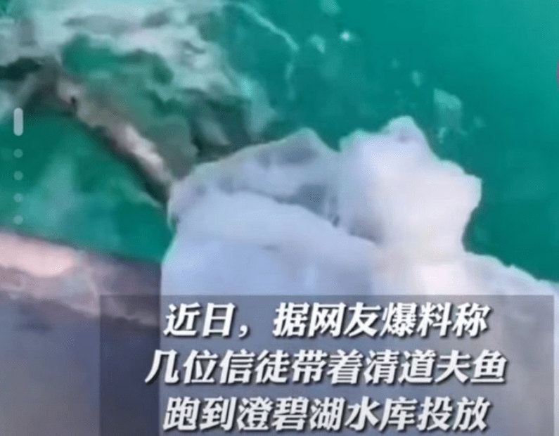 广西一水库放生有害鱼种清道夫，无知者无畏，个人行为