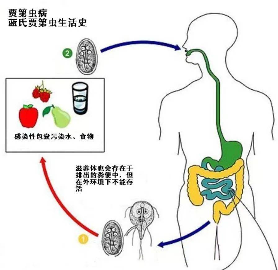 常州发现一例蓝氏贾第鞭毛虫病患者_传播_症状_水源