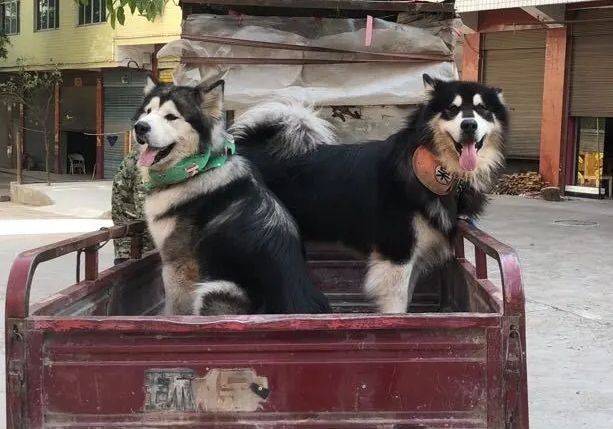 阿拉斯加被關在家裡以後,經常鬧著要出去玩,網友都沒有放它們出去,想