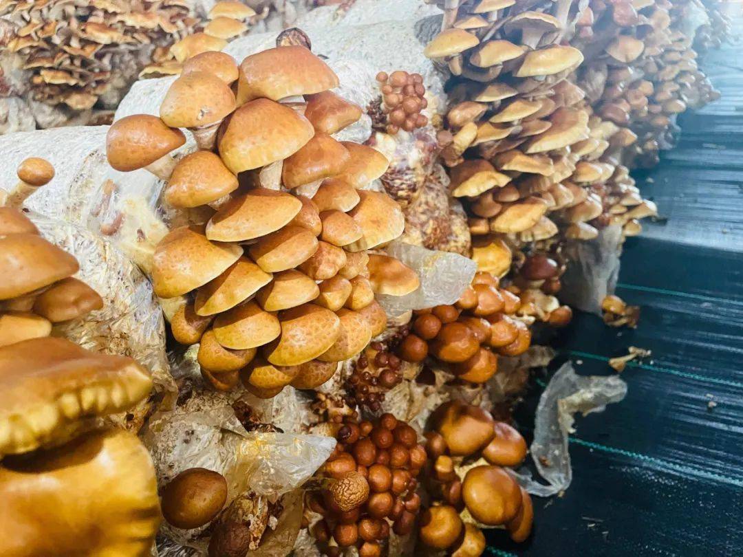 【学习强国】朵朵滑子菇 撑起"致富伞"_诺敏镇_种植_村民