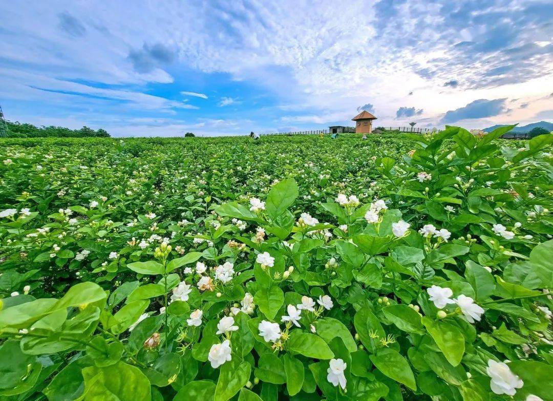 好一朵横州茉莉花 一朵花就是一座城,带你走进横州的"花花世界"