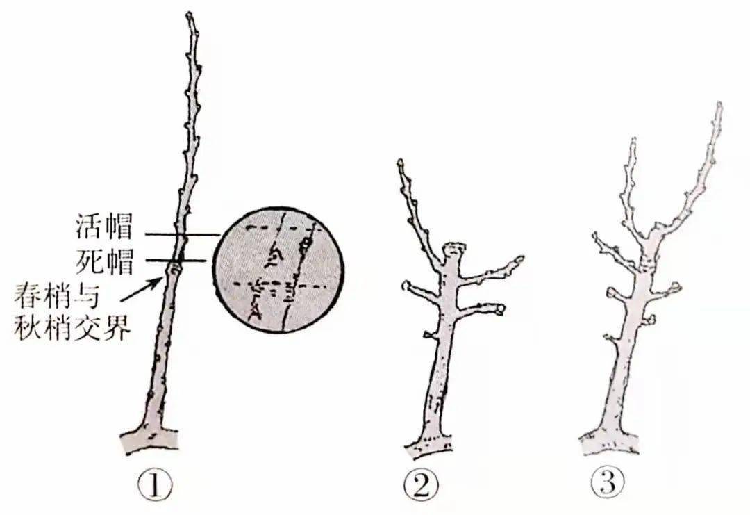 回缩,又叫缩剪.