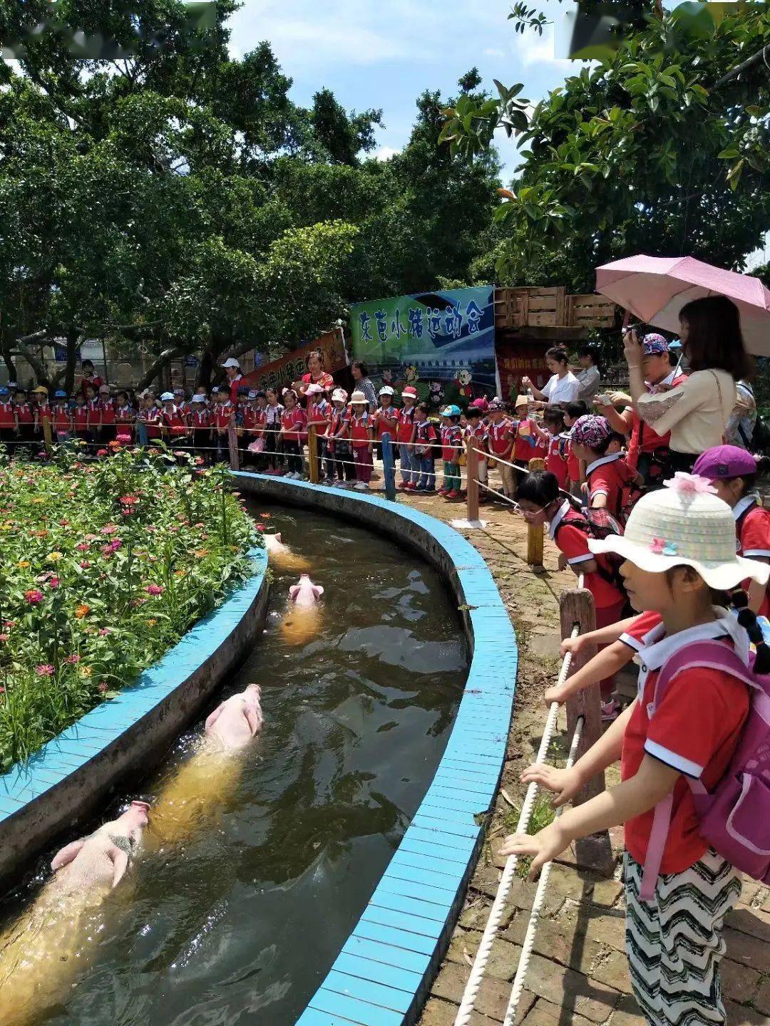 珠海鳄鱼岛事件图片