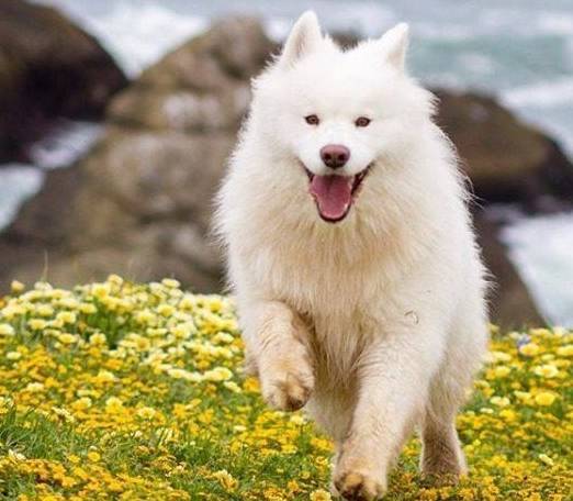 養薩摩耶犬好嗎?細解