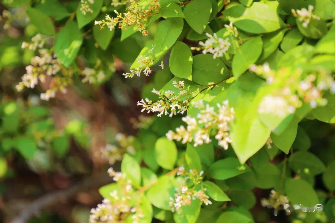 "金玉满堂"馥郁馨香——金叶女贞_叶片_孟沁蓓_树种