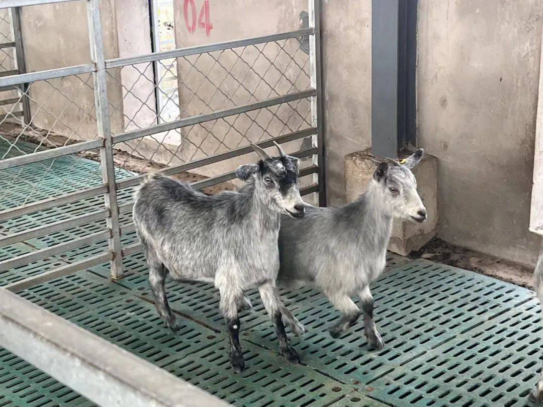 单县羊肉汤产业持续做大做强_千秋_向张总_育种