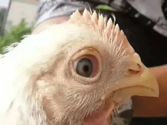 观察鸡眼睛辨别鸡感冒禽医仁青_控制_粘膜_双眼皮