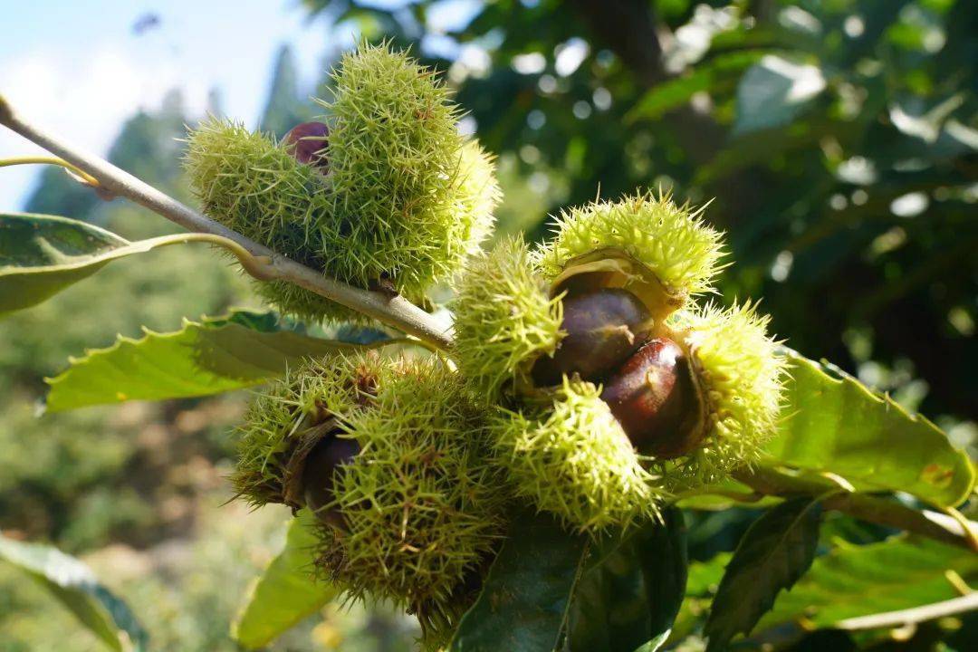 邢台_入口_板栗