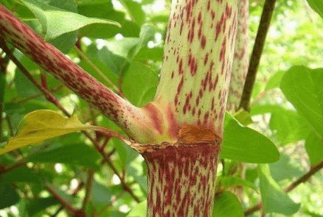 这植物的茎长满斑点,是治疗痛风的良药,一斤30元