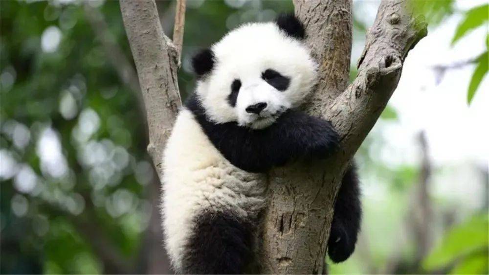 黑竹沟一大熊猫，都以为它只吃竹子，没想到还吃山羊，食蜂蜜