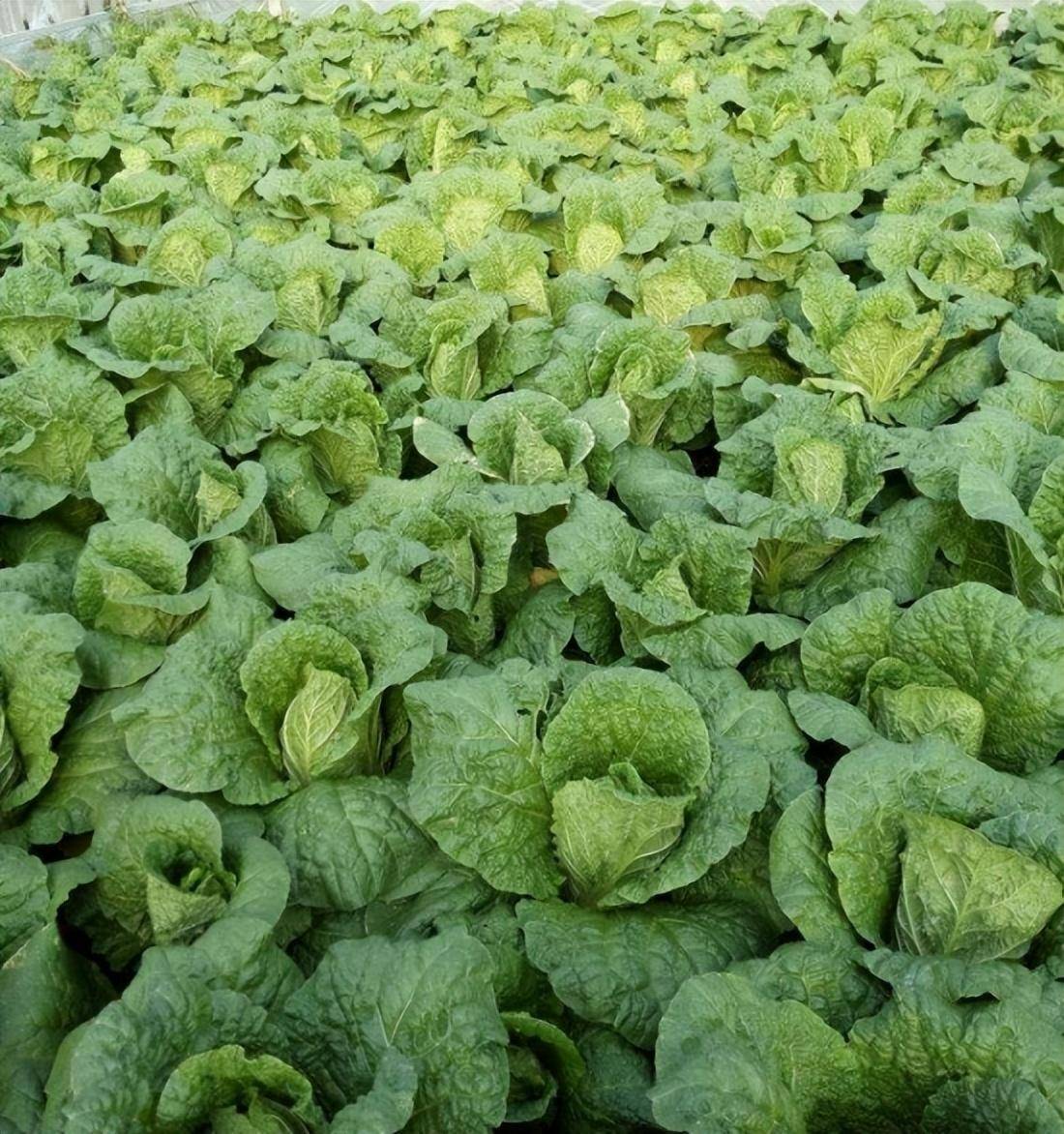 秋天娃娃菜种植的管理技术_进行_品种_底肥