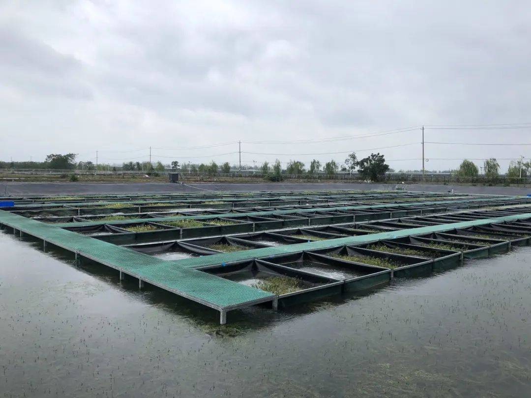 让江苏小龙虾产业更"红火"_养殖_混养_许志强