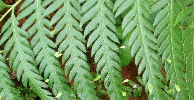 的"万能草",是难得的解毒剂,清热解毒还治疗发炎肿痛_生活_功效_植物