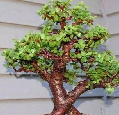 老花农养"金枝玉叶",枝条切1刀,30天成盆景,价值上百元!