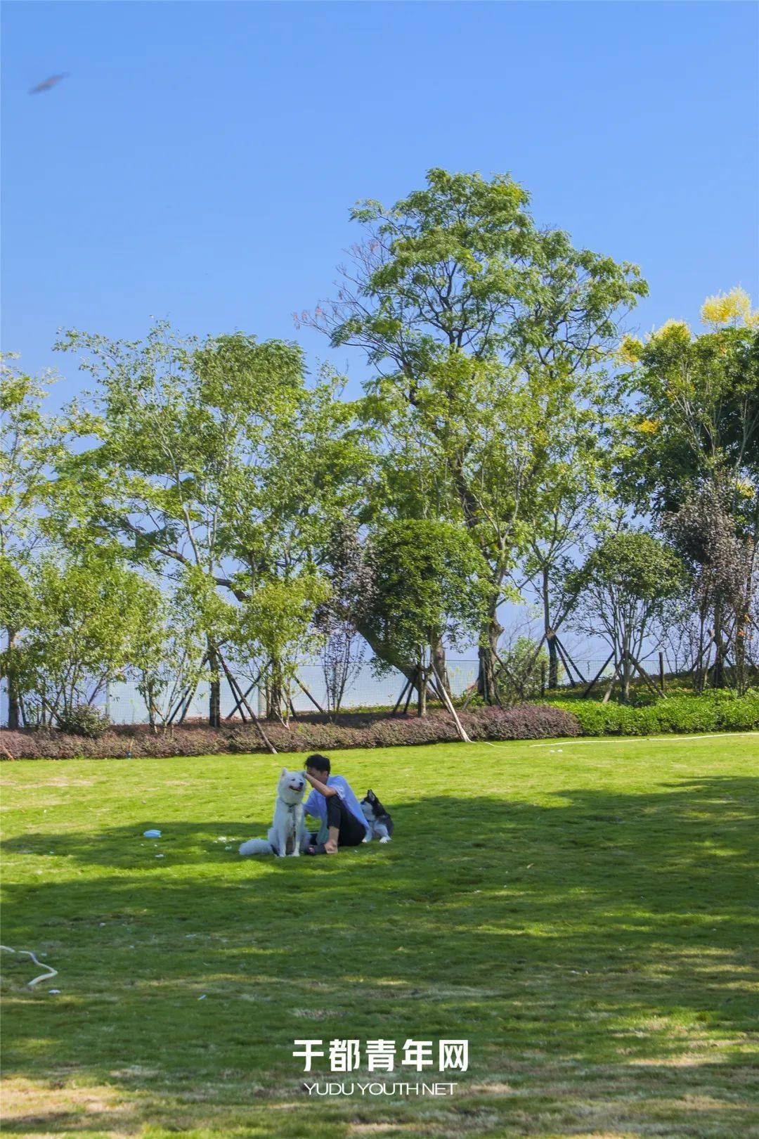 草坪_园区_阳光