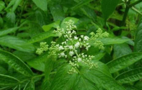 农民被称它为英雄草,根可治疗骨折,叶可治疗风疹瘙痒,价值珍贵_农村