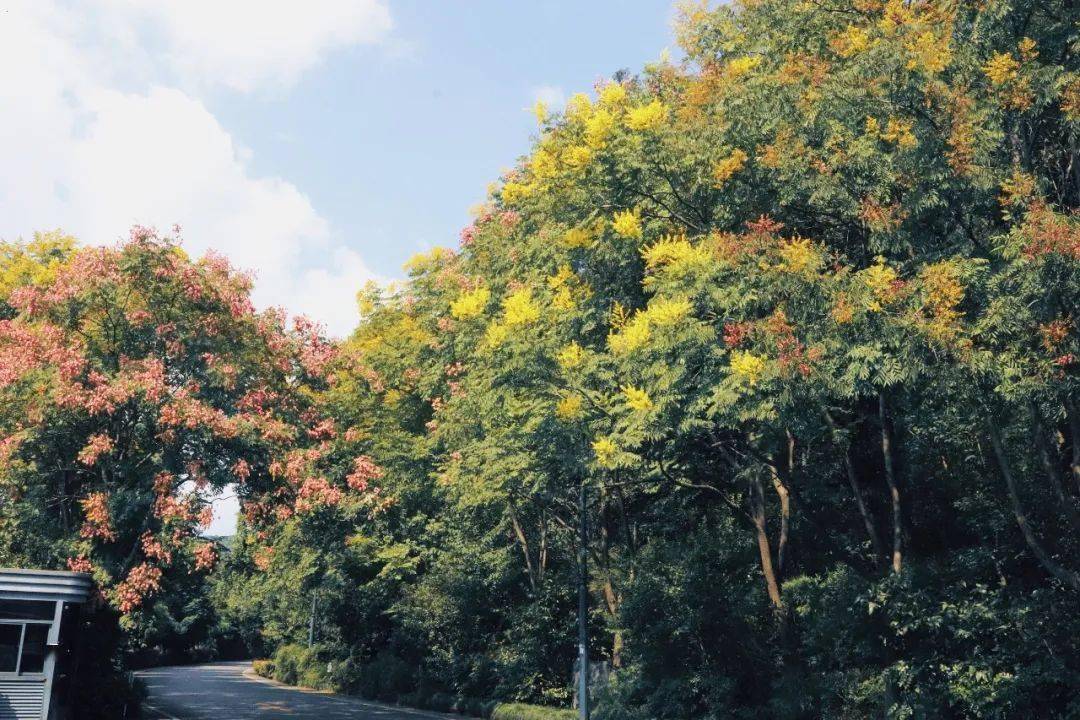 秋色漸濃涼風起,黃山欒樹進入最佳觀賞期_花朵_羽葉_花瓣