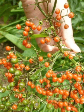 农民被称它为英雄草,根可治疗骨折,叶可治疗风疹瘙痒,价值珍贵_农村