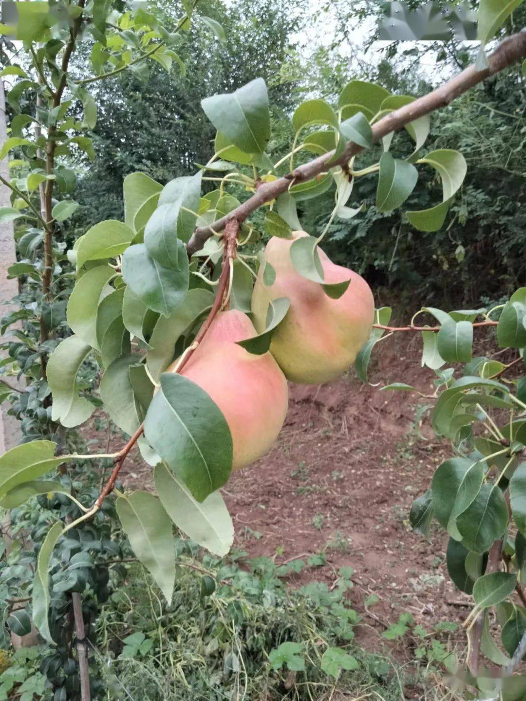 晚熟西洋梨好本号管理要点:_中农_品种_果树