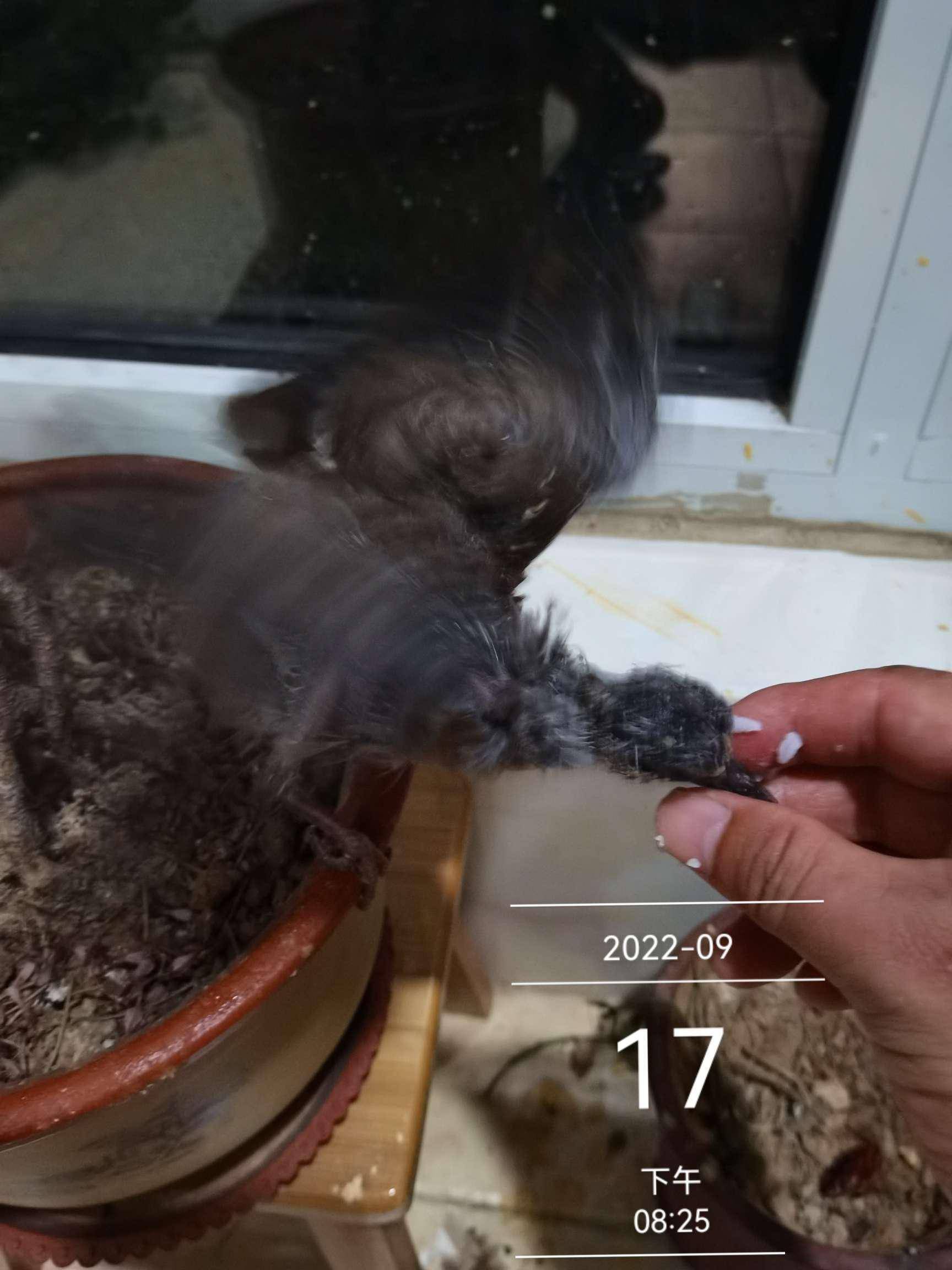 声就从角落里一边扑棱拍打着翅膀一边吱吱叫着飞奔过来啄我的脚丫子