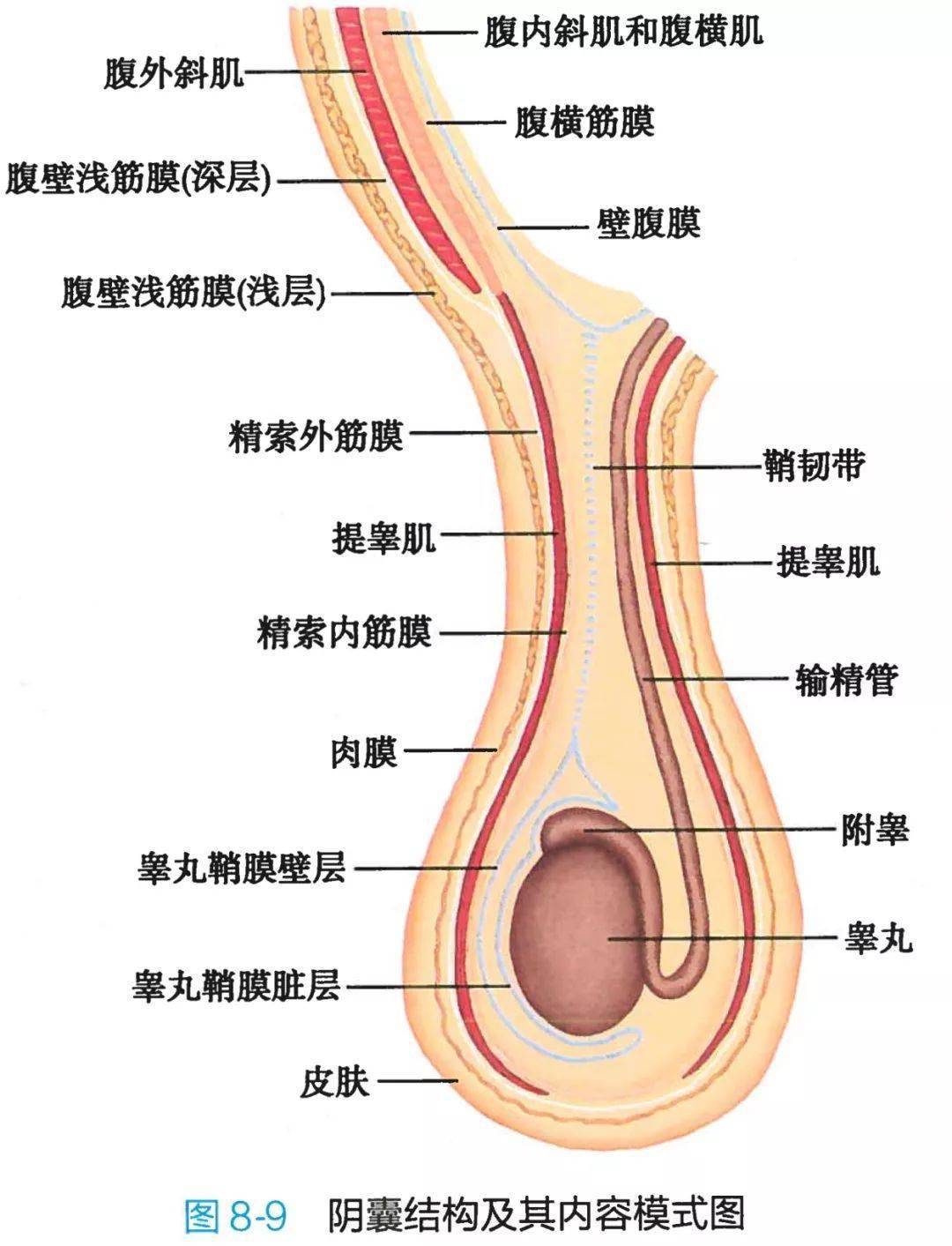 08系解高清图谱男性生殖系统