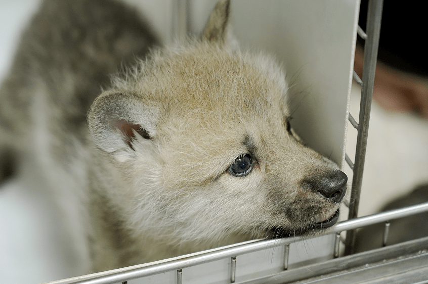 与它的代孕妈妈比格犬生活在一起北极狼宝宝身体十分健康在保育员的