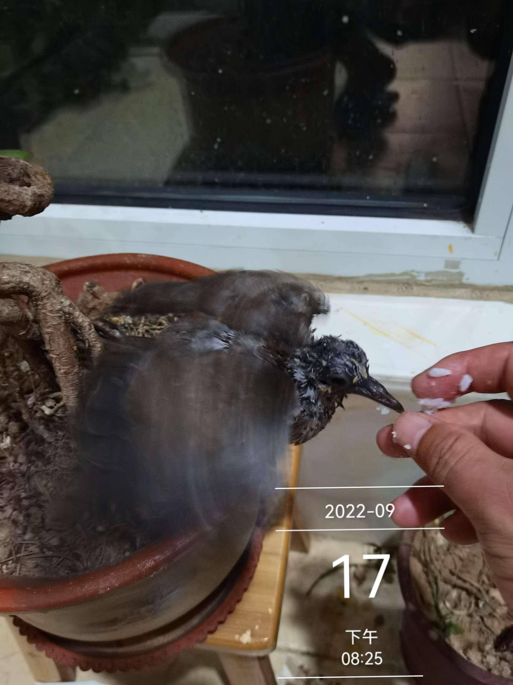 声就从角落里一边扑棱拍打着翅膀一边吱吱叫着飞奔过来啄我的脚丫子