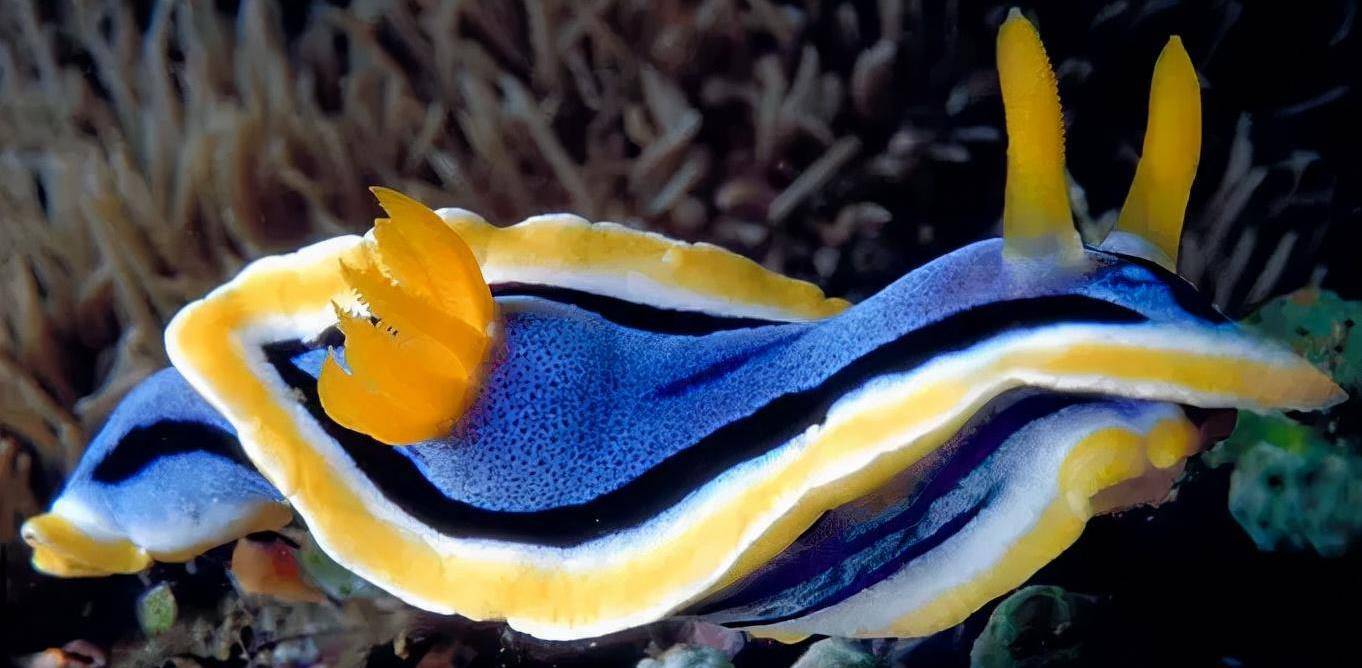 小绵羊海蛞蝓:会光合作用的"海洋萌神"_海藻_生活_家族