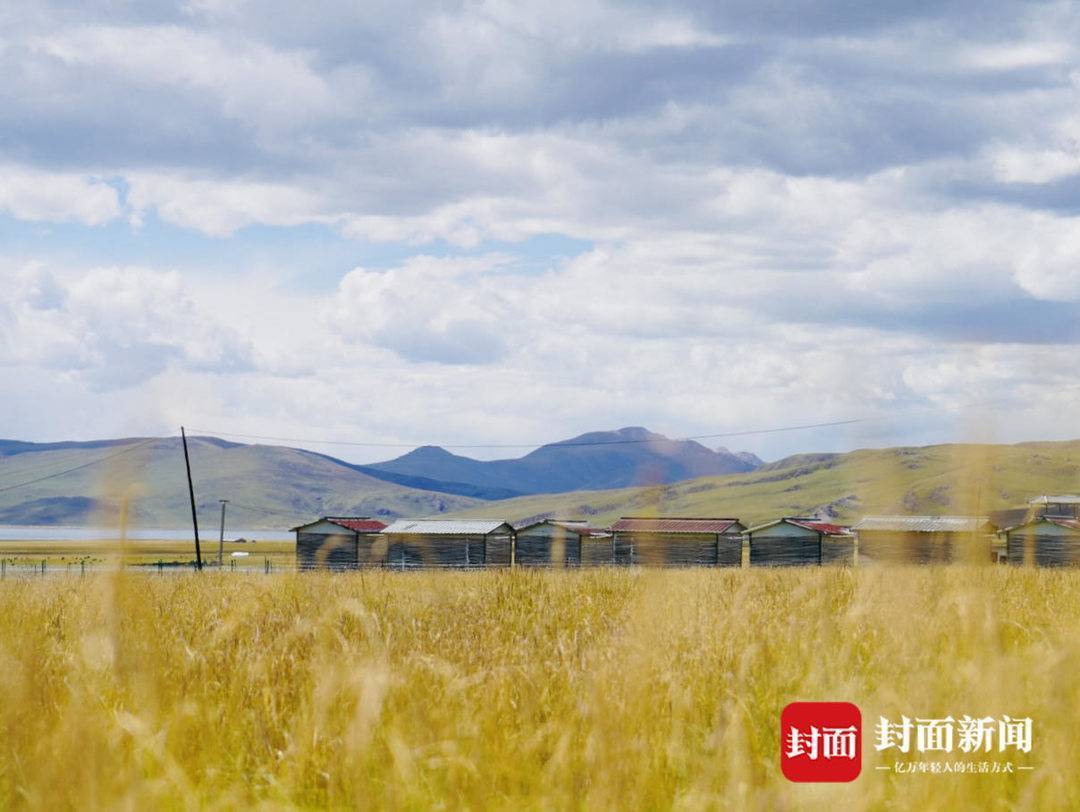 3500米海拔碌曲草原找到的4个答案_养殖_牦牛_生态