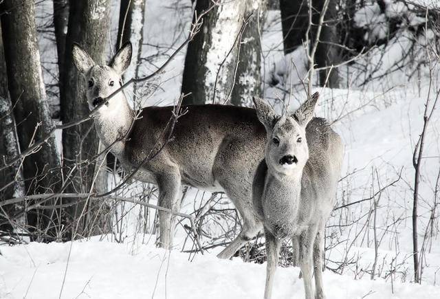 张作霖纵马跳悬崖,遇好心姑娘出手相救_卢玉春_子云_柳河